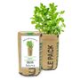 Mint herb Garden Grow Kit
