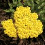 Achillea Little Moonshine