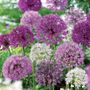 Allium Bulbs Festival Box Set