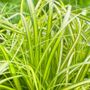 Carex EverColor&reg; Eversheen Japanese sedge
