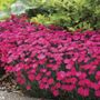 Dianthus Paint the Town Magenta
