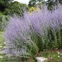 Russian Sage