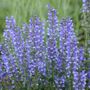 Salvia ColorSpires&reg; Azure Snow
