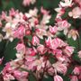 Deutzia Yuki Cherry Blossom&reg;