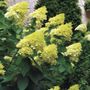 Hydrangea Limelight Panicle Hydrangea