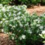 Aronia Low Scape Mound&reg; Chokeberry