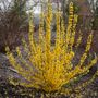 Show Off&reg; Starlet Forsythia