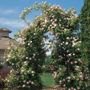 C&eacute;cile Brunner Climbing Rose