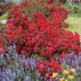 Red Ribbons&trade; Ground Cover Rose
