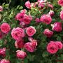 Eden Climber&reg; Pretty In Pink Climbing Rose