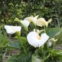 Zantedeschia Giant White Calla Bulb