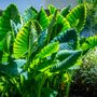 Alocasia odora Upright Elephant Ear Bulb