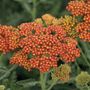 Achillea Sassy Summer Sunset