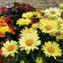 Leucanthemum REALFLOR&reg; Real Sunbeam