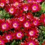 Delosperma Hotcakes&reg; Saucy Strawberry