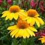 Echinacea Sombrero&reg; Lemon Yellow Improved Coneflower