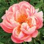 Pink Hawaiian Coral Peony