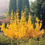 Magical&reg; Gold Forsythia