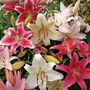 Lilium Oriental Mix Bulbs