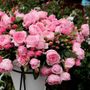 Arborose&reg; Kiss Me Kate&trade; Climbing Rose