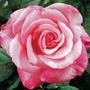 First Prize Hybrid Tea Rose