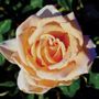 Just Joey Hybrid Tea Rose