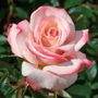 Pinkerbelle&trade; Hybrid Tea Rose