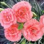 Dianthus SCENT FIRST&reg; Tall Romance