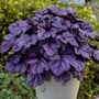Heuchera Dolce&reg; Wildberry