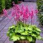 Heuchera Timeless Glow