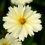 Coreopsis UpTick&trade; Cream