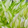 Hosta Kiwi Spearmint