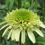 Echinacea Cone-fections&trade; Honeydew