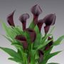 Calla Lily Odessa Bulb