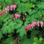 Dicentra spectabilis