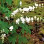 Dicentra Alba
