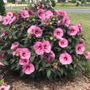 Hibiscus Summerific&reg; Berry Awesome Rose Mallow