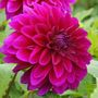 Dahlia Le Baron Bulb