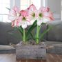 Sweet Love Amaryllis