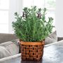 Lavender Gift Plant