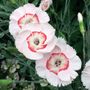 Dianthus American Pie&reg; Georgia Peach Pie