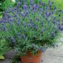 Lavandula Sweet Romance&reg;