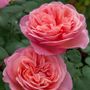 Sweet Mademoiselle&trade; Hybrid Tea Rose