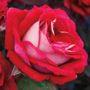 Grateful Heart&reg; Hybrid Tea Rose