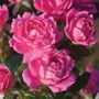 Pink Double Knock Out&reg; Shrub Rose