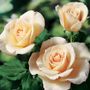 French Lace Floribunda Rose