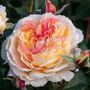 La Park Floribunda Rose