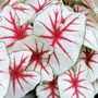 Caladium Fiesta Bulbs