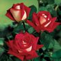 Love Grandiflora Rose