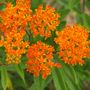 Asclepias Butterfly Weed